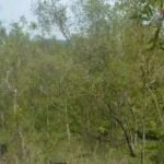 Wisata Sejarah yang Dekat dengan Bandara Sentani Papua, Cuma 15 Menit