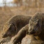 Tagar Save Komodo Trending, Ini Kawasan Terindah di Taman Nasional Komodo
