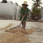 Icip Asam Pahit Java Ijen Raung, Kopi Terbaik dari Bondowoso dengan Rasa Khas dan Unik