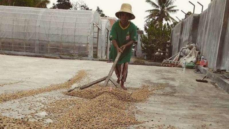 Icip Asam Pahit Java Ijen Raung, Kopi Terbaik dari Bondowoso dengan Rasa Khas dan Unik