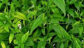 Mengenal Tanaman Obat Sambiloto, Khasiat dan Efek Sampingnya