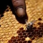 Wisata Lebah Madu, Mencicip Manisnya Situak Ni Loba di Tepi Danau Toba