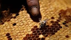 Wisata Lebah Madu, Mencicip Manisnya Situak Ni Loba di Tepi Danau Toba