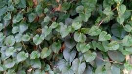 Manfaat Luar Biasa Daun Binahong Ungu bagi Kesehatan