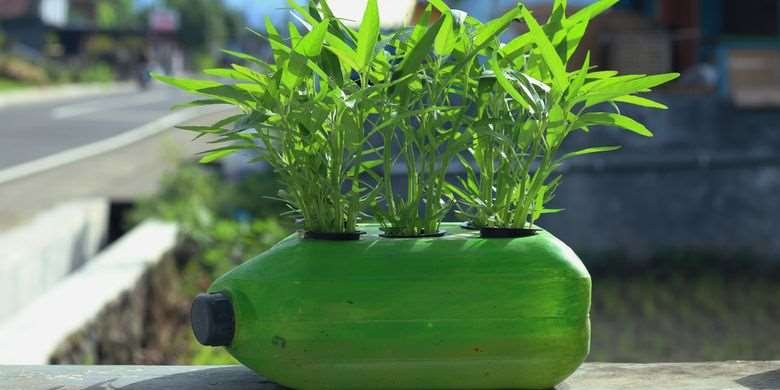 5 Sayuran Sisa Masakan yang Bisa Ditanam Kembali