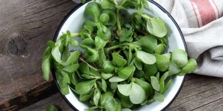 Serba-serbi Tanaman Krokot dan Khasiatnya untuk Kesehatan