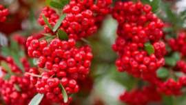 Buah Lokal Jogja Ini Makin Langka, Pastikan Pernah Mencicipinya sebelum Punah