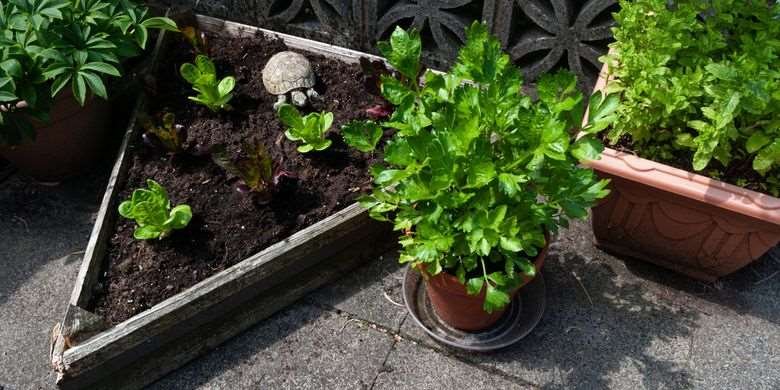 7 Bahan Makanan yang Bisa Ditanam Sendiri di Rumah