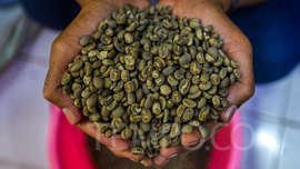 6 Varian Kopi Indonesia Legenda di Pasar Dunia, Kopi Gayo Sampai Kopi Kintamani