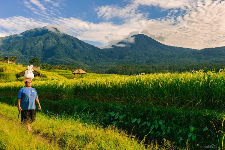 desa wisata jatiluwih bali 768x511