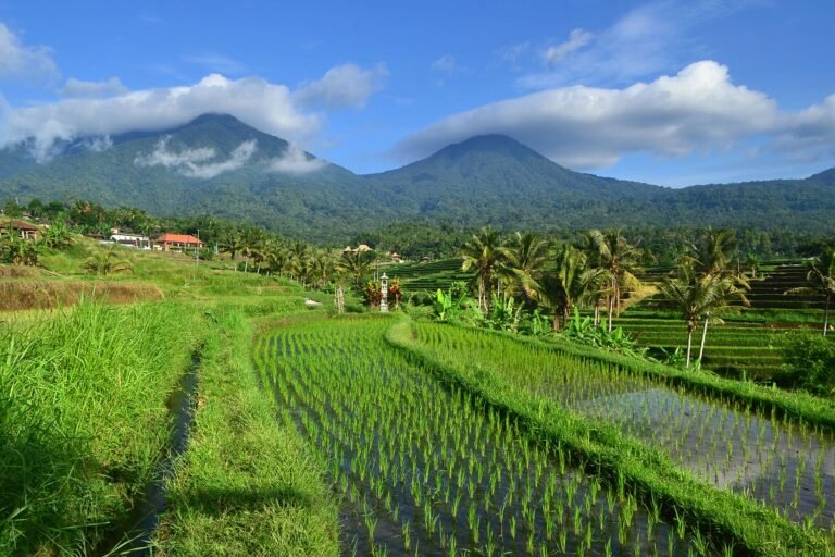 keindahan sawah jatiluwih 1 768x512