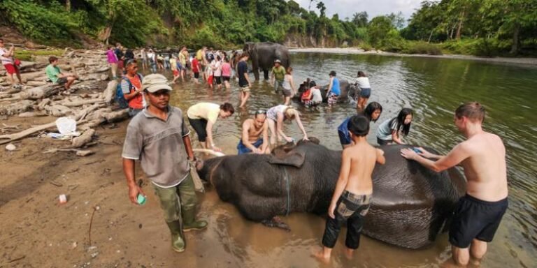 1041429mandi gajah780x390 768x384