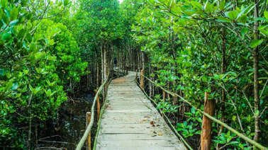 5 Wisata Hutan Mangrove di Indonesia yang Patut Dikunjungi