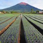 7 Gunung Tertinggi di Indonesia