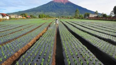 7 Gunung Tertinggi di Indonesia