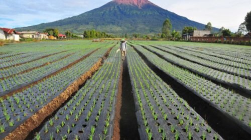 7 Gunung Tertinggi di Indonesia
