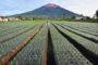 7 Gunung Tertinggi di Indonesia
