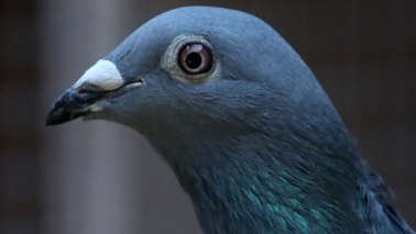 Mengenal Mambruk, Burung Dara Bermahkota Indah Asal Papua