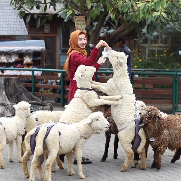 Peternakan Mini Khas Eropa 1