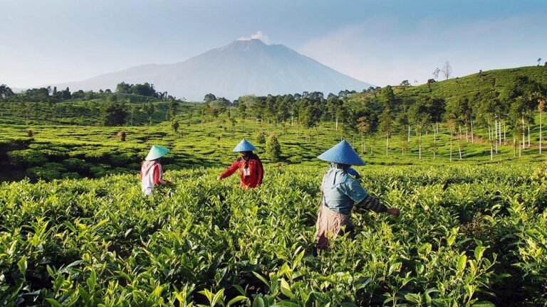 Ekspedisi TEH 88078474 1024x576 1 768x432