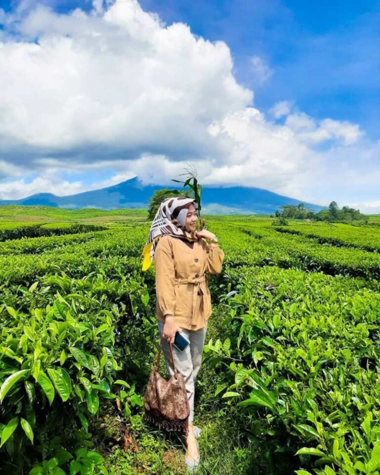Kebun Teh Kayu Aro Kerinci Jambi vita c 1608731237820 768x960