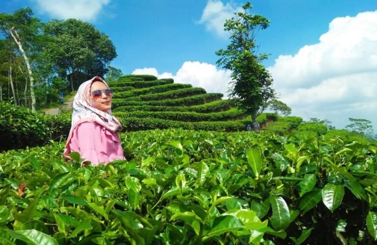 Kebun Teh Nglinggo 768x499