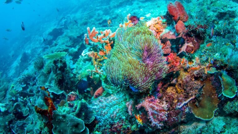 RAJA AMPAT CORAL REEFS 1024x576 1 768x432