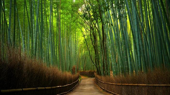 alamat taman sakura keputih surabaya