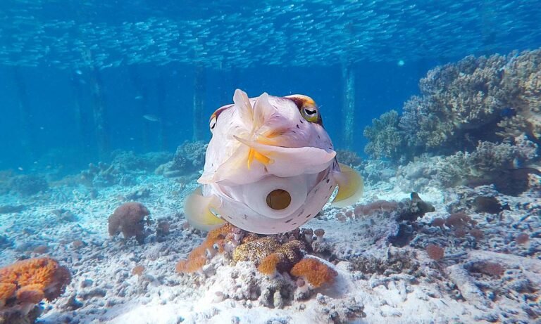 best snorkelling in raja ampat 768x461