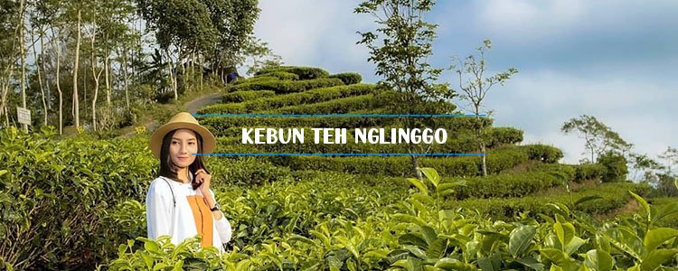 kebun teh nglinggo 1