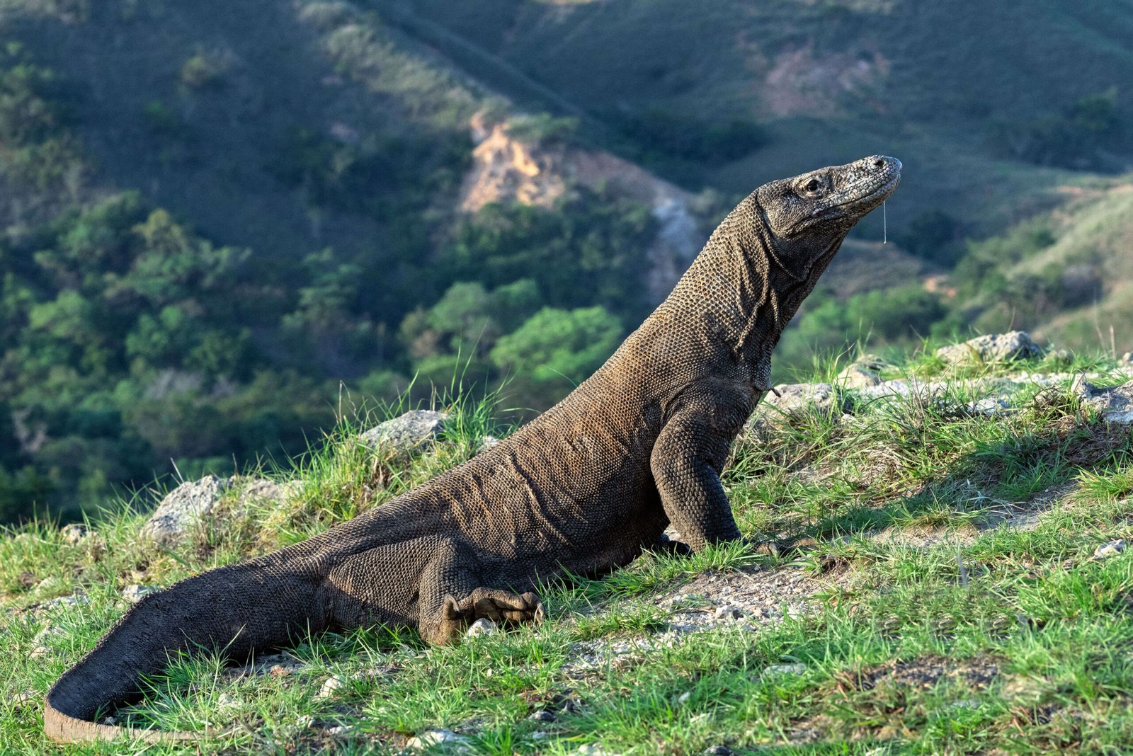 10 Alasan Kenapa Harus Liburan ke Pulau Komodo Sekali Seumur Hidup