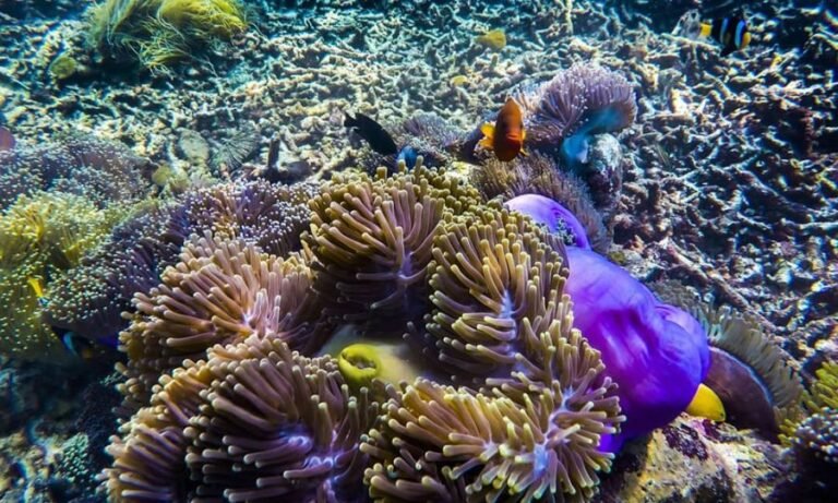 lampung pahawang 1 5qtbi 768x461