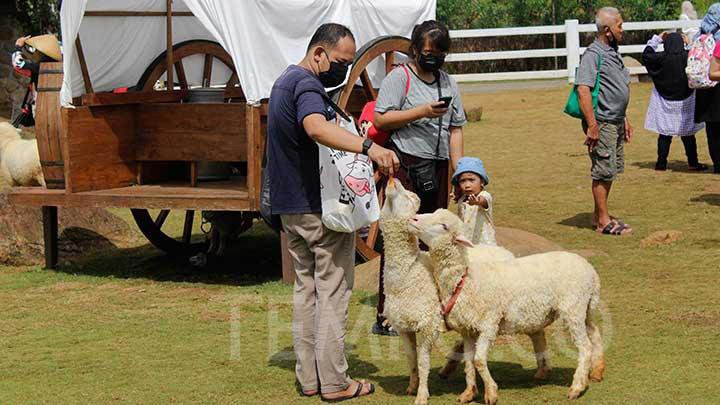 5 Rekomendasi Tempat Wisata Keluarga Bernuansa Peternakan di Jabodetabek
