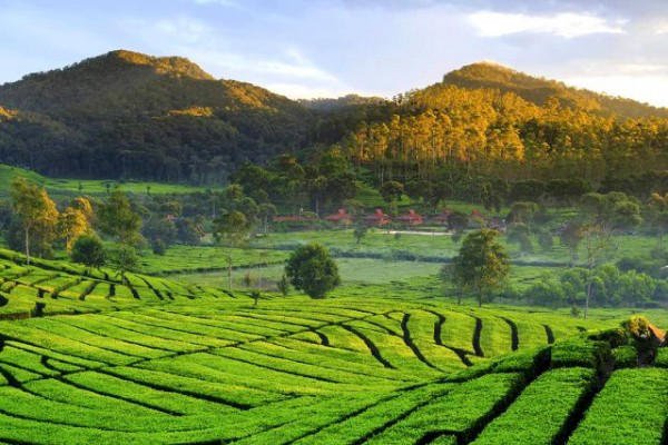 5 Wisata Kebun Teh Terbaik di Indonesia, Suasananya Bikin Hati Adem