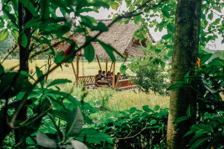 5 Tempat Makan di Bogor yang Instagramable dengan Pemandangan Sawah