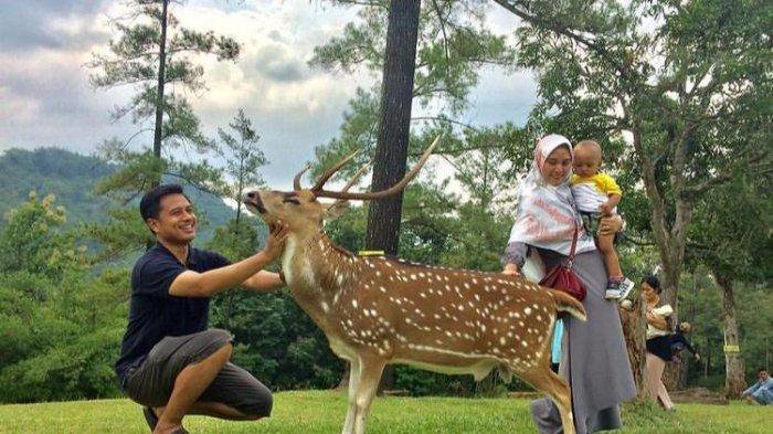 20 Tempat Wisata di Bogor, Budget Murah Muriah Hanya Rp 10 Ribu-an Saja