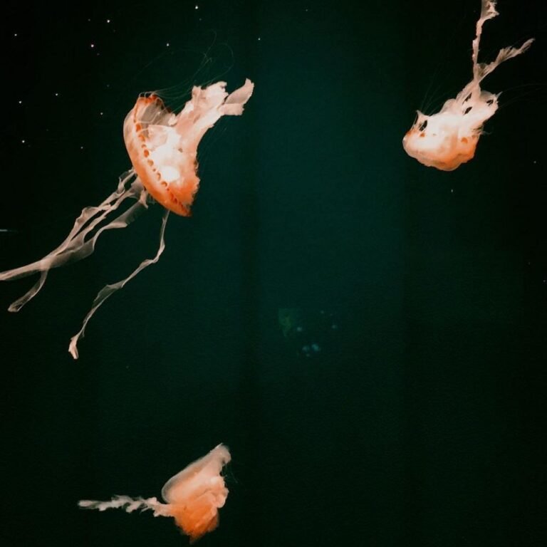 52875565 2558745520864975 6976644212043809362 n a7dfaef51c9f5b3bfb1816fce4a77471 768x768