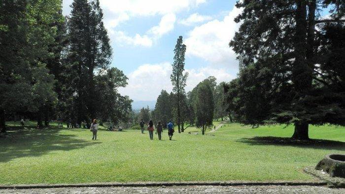 5 Tempat Wisata di Puncak Bogor Ini Punya Pemandangan Indah, Bisa Lihat Bunga Sakura
