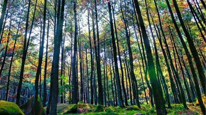 5 Tempat Wisata di Bogor dengan Pemandangan Hutan Pinus, Sejuk dan Masih Alami