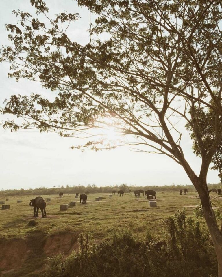 Taman Nasional Way Kambas4 768x960