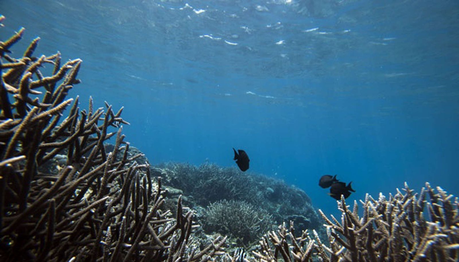 Fakta-fakta Keunikan Daerah Ternate dan Tidore
