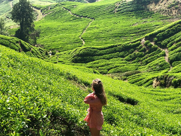 Cameron Highlands artikel 768x576