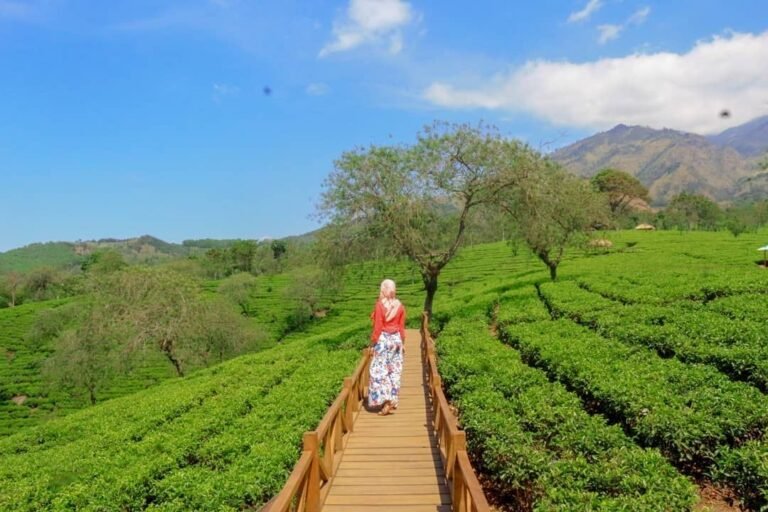 Kebun Teh Wonosari Wisata Agro Memanjakan Mata 768x512