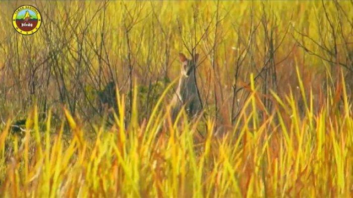 Pesona Savana Youram di Taman Nasional Wasur Merauke1