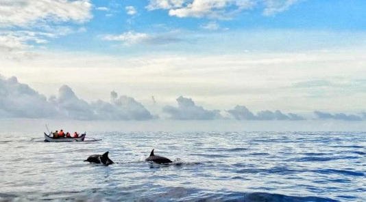 7 Perairan Cantik Indonesia untuk Lihat Lumba-lumba