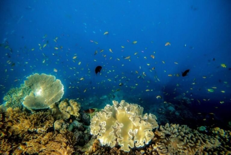 Lubang Buaya Morella6 768x515