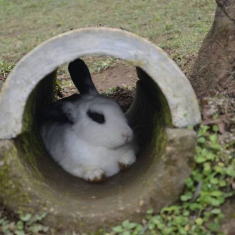 Taman Kelinci Ciwidey3 768x768