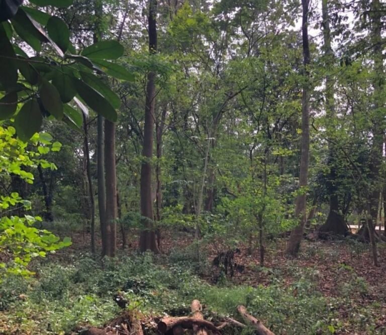 Wisata Hutan Kota Srengseng3 768x667