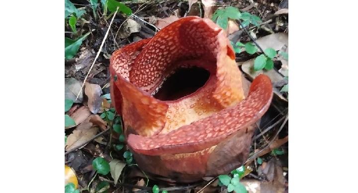 6 Tempat Wisata yang Dekat dengan Stasiun Bogor