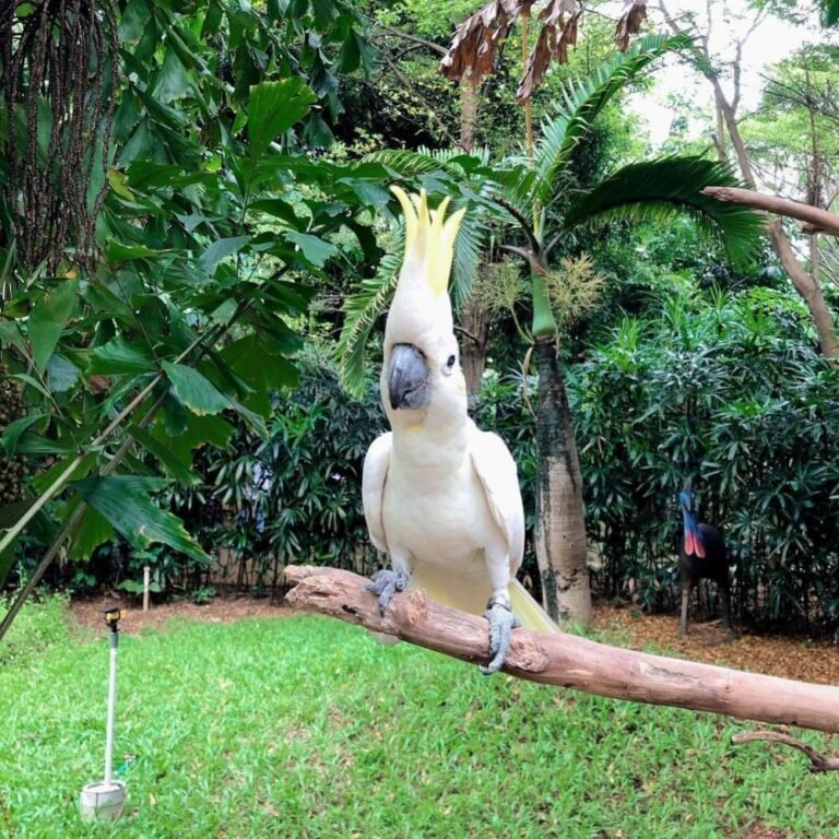 Wisata Faunaland Ancol3 768x768